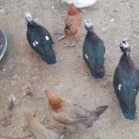 اردک اسرایلی