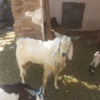 یک عدد نری پاه وندی چاق