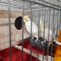 یک جفت عروس هلندی نروماده|پرنده|ری, دولت‌آباد|دیوار