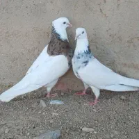 ۳ عدد کبوتر طوقی
