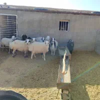 میش و بز|حیوانات مزرعه|بهمن صغاد, |دیوار