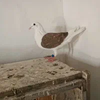 کبوتر نر آلمانی