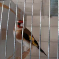 سهره|پرنده|قم, شاه ابراهیم|دیوار