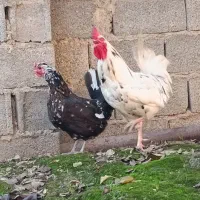 جوجه گلین|حیوانات مزرعه|زرگرشهر, |دیوار