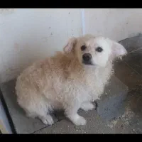 واگذاری سگ نر اشپیتز