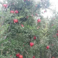 کرایه باغ انار