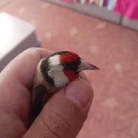 سهره|پرنده|شیراز, ارم|دیوار