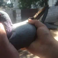 کبوتر پلاکی نر و ماده