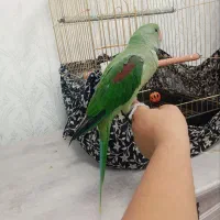 طوطی|پرنده|بناب, |دیوار