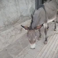 حیوان