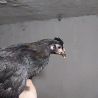 انواع جوجه مرغ و خروس گلین محلی امرکانا|حیوانات مزرعه|آمل, |دیوار