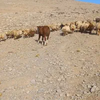 اسب|اسب و تجهیزات اسبسواری|شیروان (خراسان), |دیوار