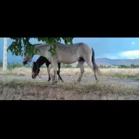 اسب مادیان|اسب و تجهیزات اسب‌سواری|سنندج, |دیوار