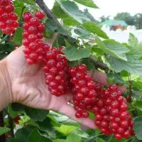 نهال انگور فرنگی