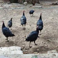 بوقلمون نر و ماده|حیوانات مزرعه|دره شهر, |دیوار