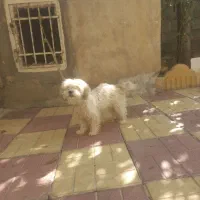 سگ خونگی