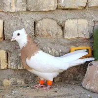 ماده طوقی زرد کاکلی و جوجه سرور