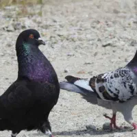 کود کبوتر فضله کبوتر
