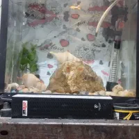 آکواریوم و ماهی گوپی|ماهی|زاهدان, |دیوار