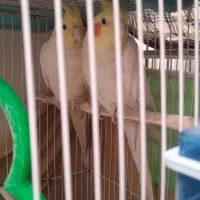 گرینچیک عروس هلندی مرغ عشق|پرنده|مشهد, شهرک مهرگان|دیوار