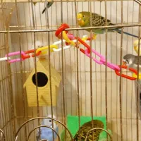 مرغ عشق زیبا|پرنده|مشهد, شهید بهشتی|دیوار