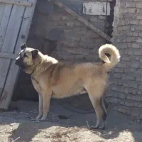 سگ سرابی