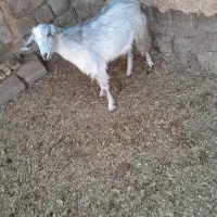 گوسفند.کهره.نر