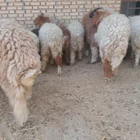بره عربی نر ماده