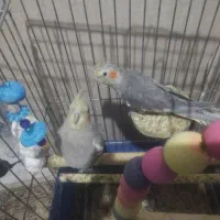 عروس هلندی|پرنده|شهریار, شهریار|دیوار