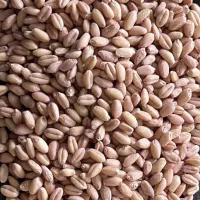 بذر گندم آرازوکلزا