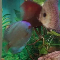 ماهی دیسکس ۳ عدد|ماهی|تهران, مهرآباد|دیوار