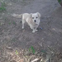 سگ اشپیتز پامر  نر. ۲۵۰۰ ق