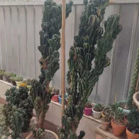 کاکتوس صخره ای اشک تمساح صخره ای کوهی