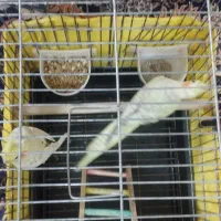 عروس هلندی|پرنده|ری, شهید غیوری (ابن باویه)|دیوار