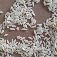 فروش برنج کاظمی ۲۵۵