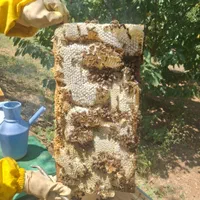 عسل طبیعی