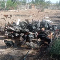 بوقلمون.مرغ و خروس(بچ)