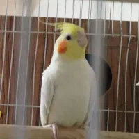 عروس هلندی مولد با جوجه