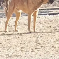 سگ سرابی گمشده|حیوانات|ایلام, |دیوار