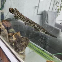 ماهی الیگیتور یا سرسوسماری|ماهی|جیرفت, |دیوار