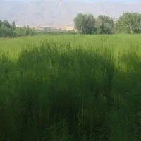 جارو شهرداری تمیز