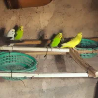 مرغ عشق|پرنده|ایرانشهر, |دیوار
