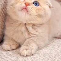 شهر گربه های اسکاتیش اشرافی|گربه|کرمانشاه, |دیوار