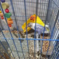 طوطی ملنگو و عروس هلندی و طوطی برزیلی|پرنده|بندر ماهشهر, |دیوار