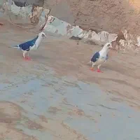 دوتا حیون عتیقه یکی دوکت یکی ابلغ