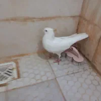 سفید اراکی|پرنده|اهواز, کوی پیروزی|دیوار