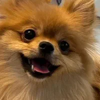 واگذاری فوری پامرانین خرسی