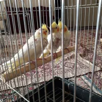 جوجه عروس هلندی