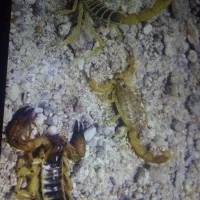 سمپاشی سوسک ساس سم پاشی تضمینی فقط دریک جلسه|خدمات نظافت|مشهد, کلاهدوز|دیوار