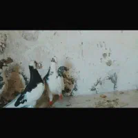 چندین کبوتر به فروش میرسد|پرنده|داراب, |دیوار